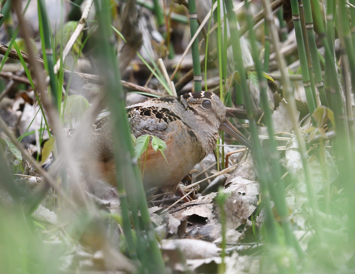 American Woodcock - ML638335286