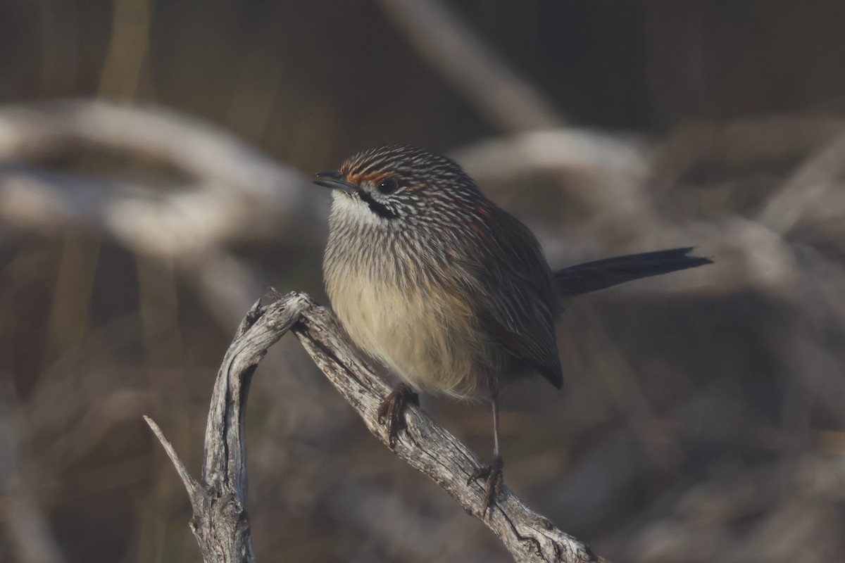 Striated Grasswren - ML638335287