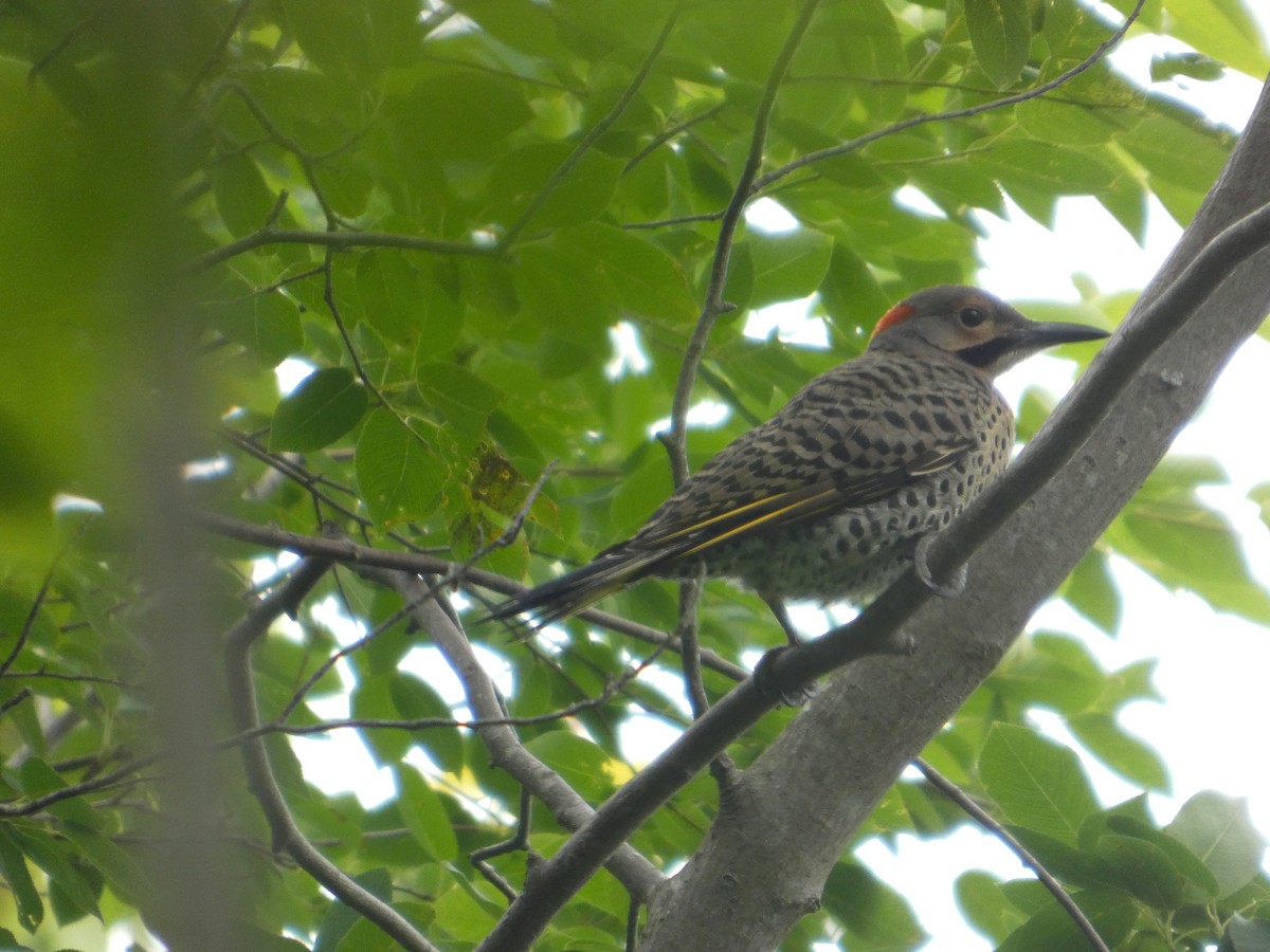 Northern Flicker - ML638335288