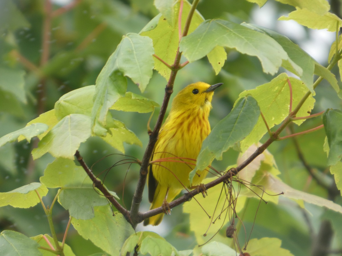 Yellow Warbler - ML638335292