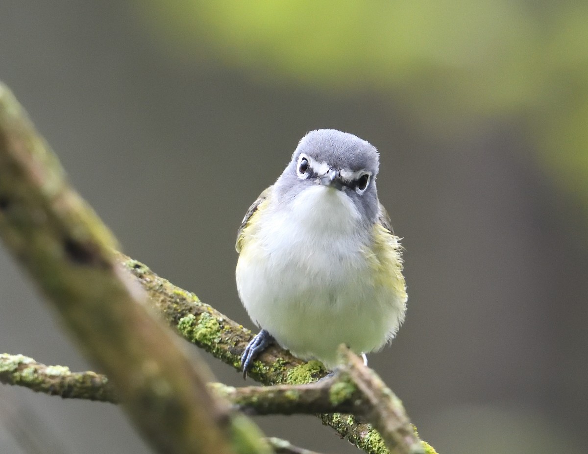 Blue-headed Vireo - ML638335293