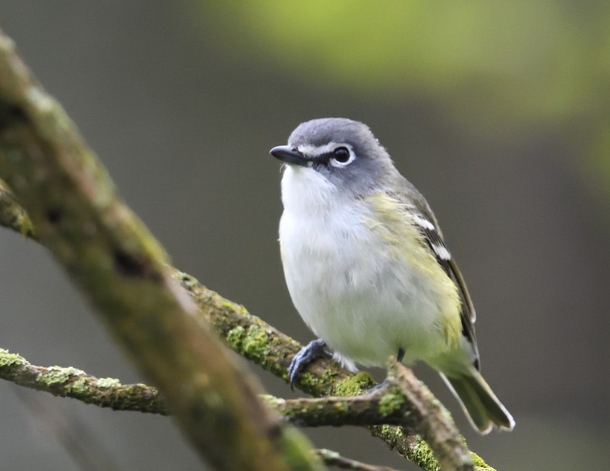 Blue-headed Vireo - ML638335294
