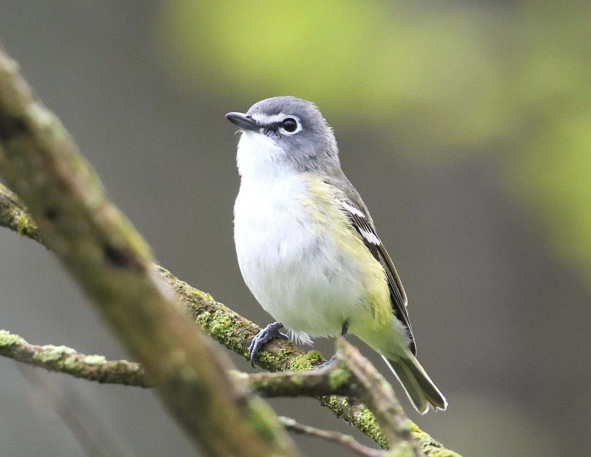 Blue-headed Vireo - ML638335295