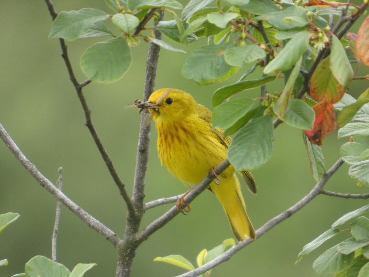 Yellow Warbler - ML638335298
