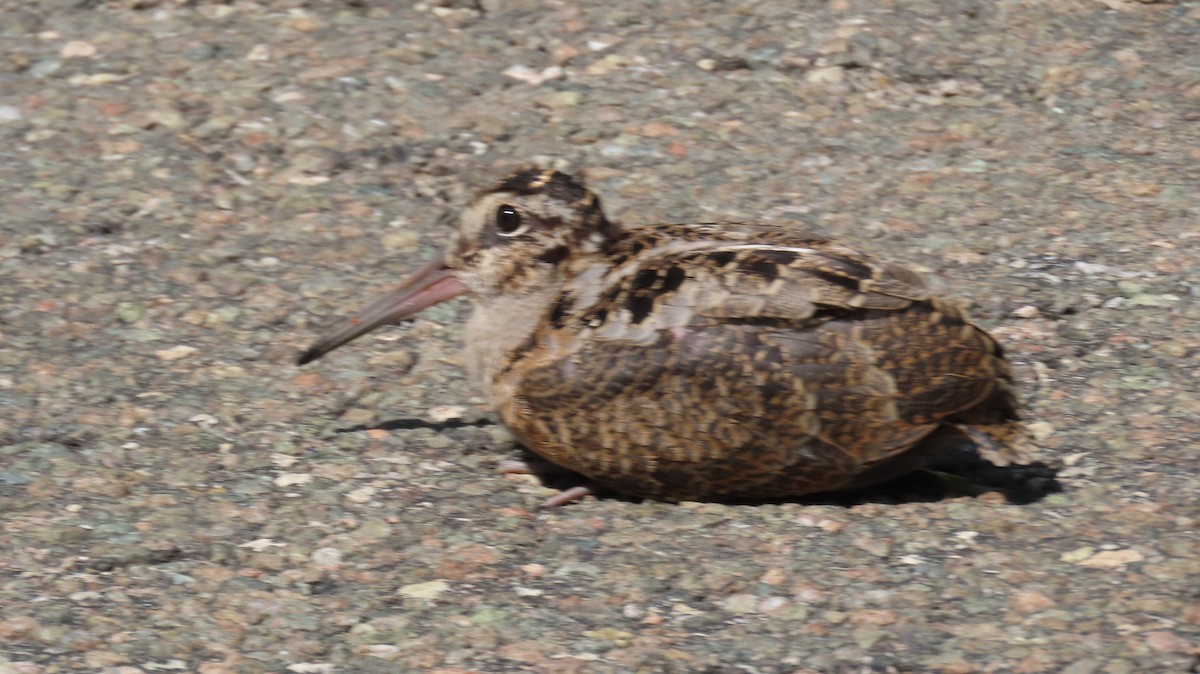American Woodcock - ML638335313
