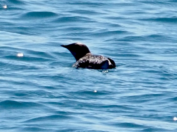 Marbled Murrelet - ML638335314