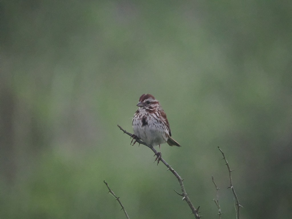 Song Sparrow - ML638335317