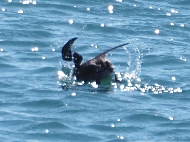Marbled Murrelet - ML638335319