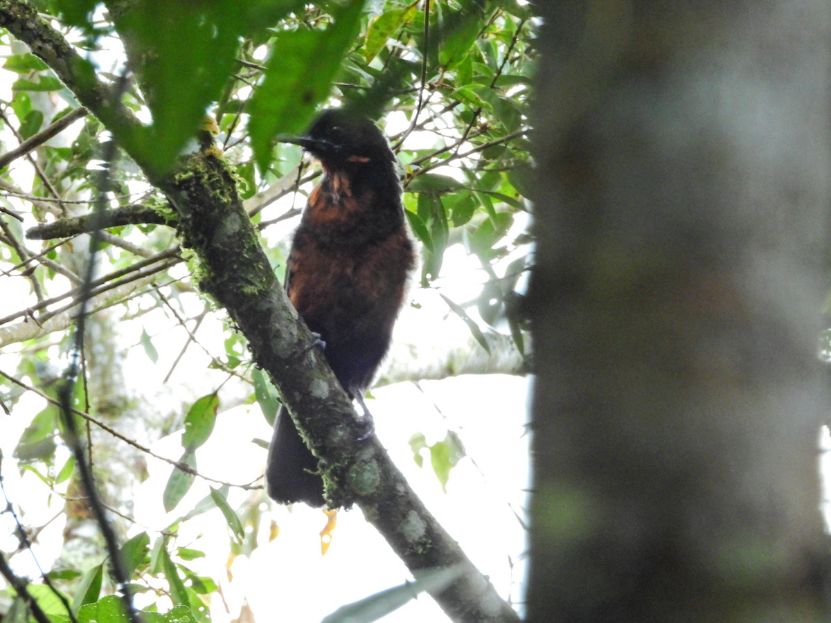 Red-ruffed Fruitcrow - ML638335327