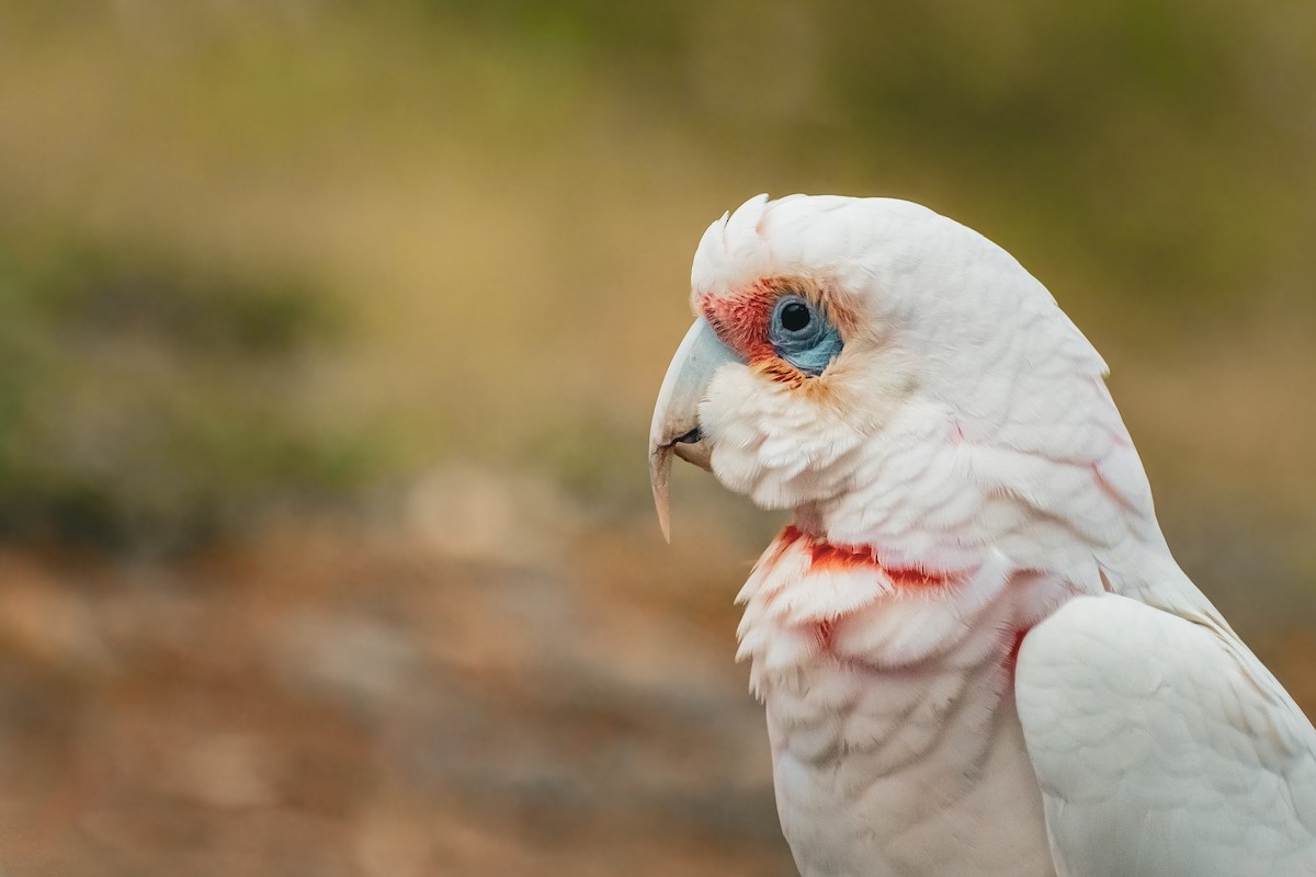 Long-billed Corella - ML638335329