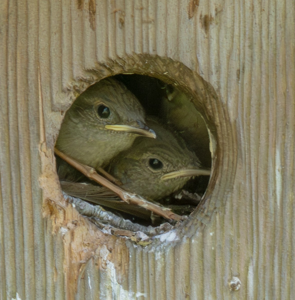Northern House Wren - ML638335342
