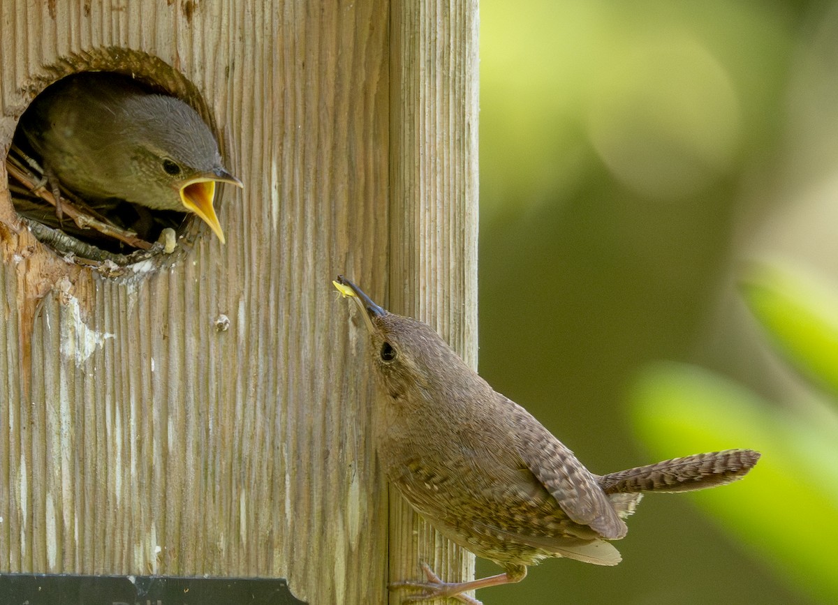 Northern House Wren - ML638335344