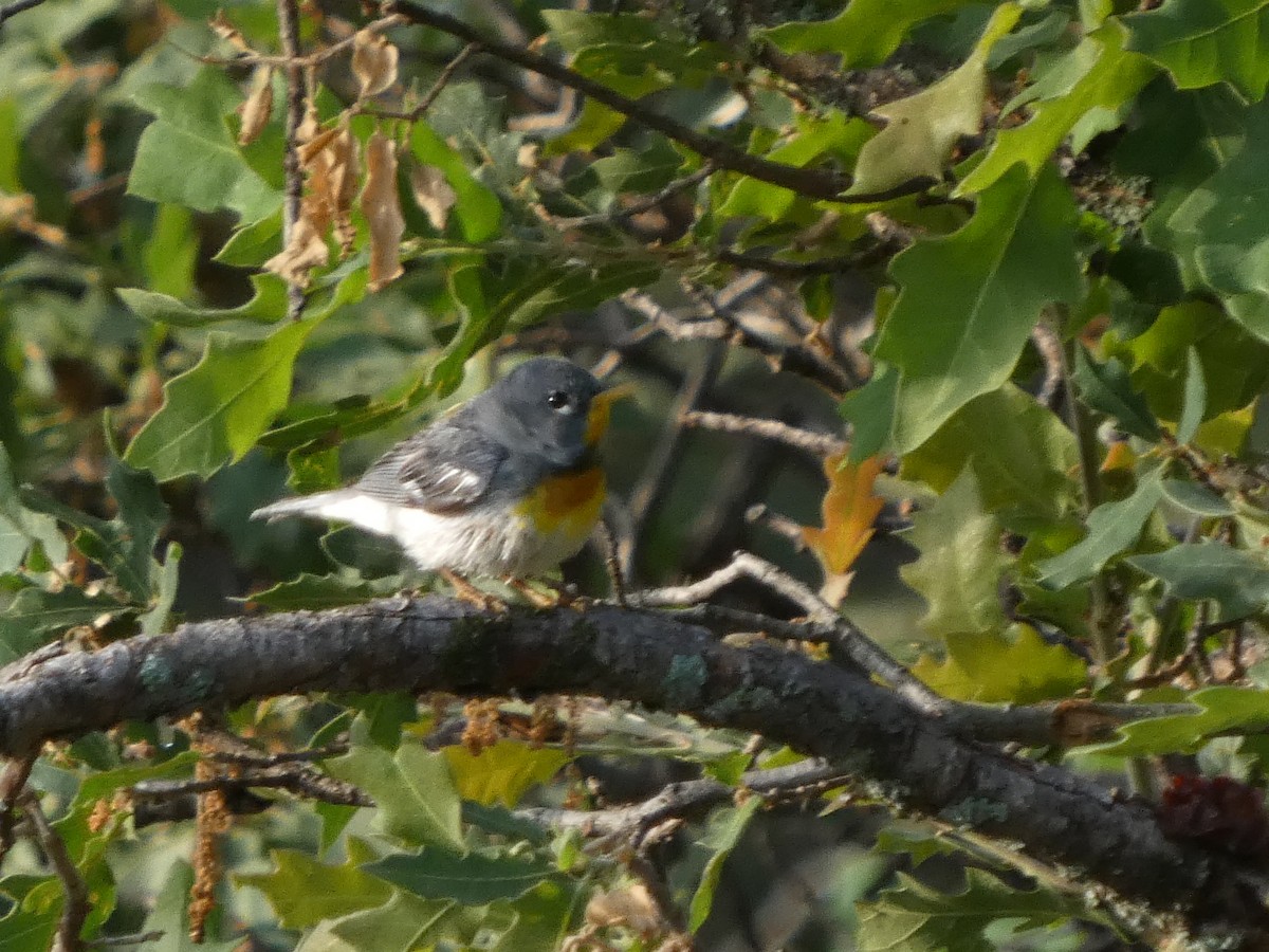 Northern Parula - ML638335358