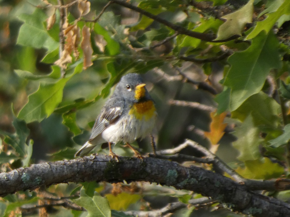 Northern Parula - ML638335359