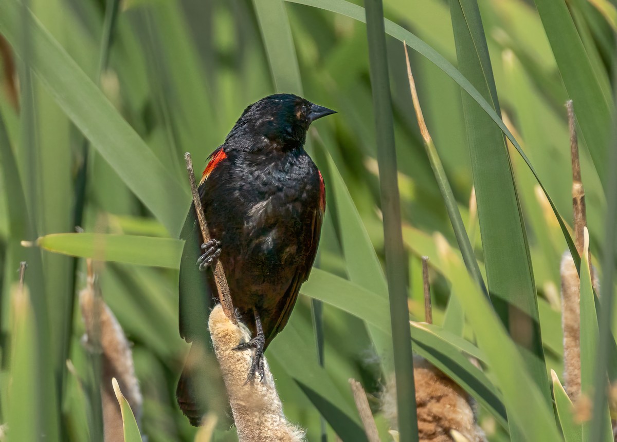 Red-winged Blackbird - ML638335361