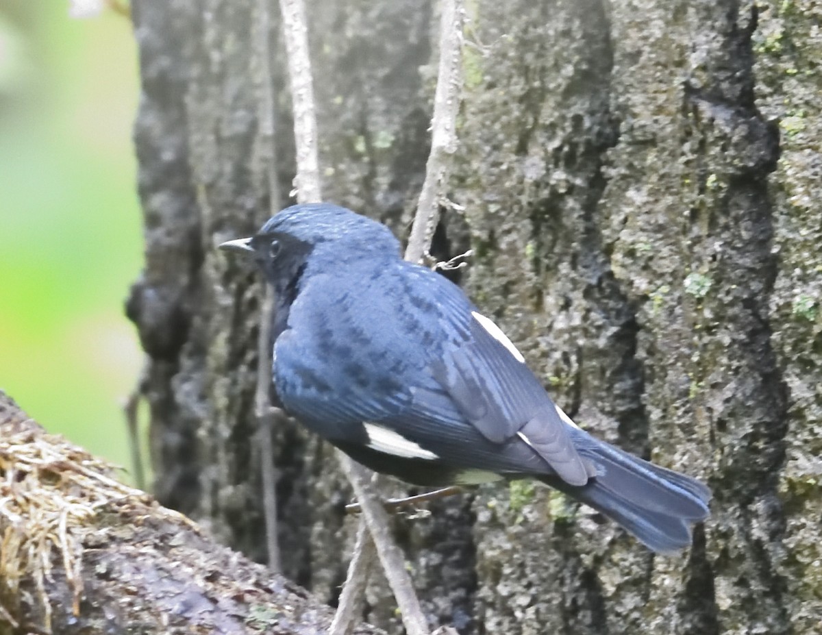 blåparula - ML638335378