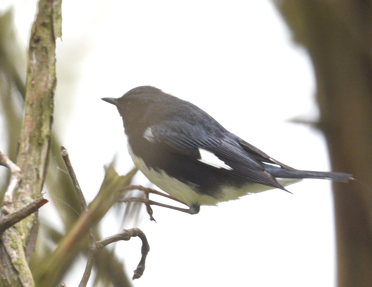 blåparula - ML638335379