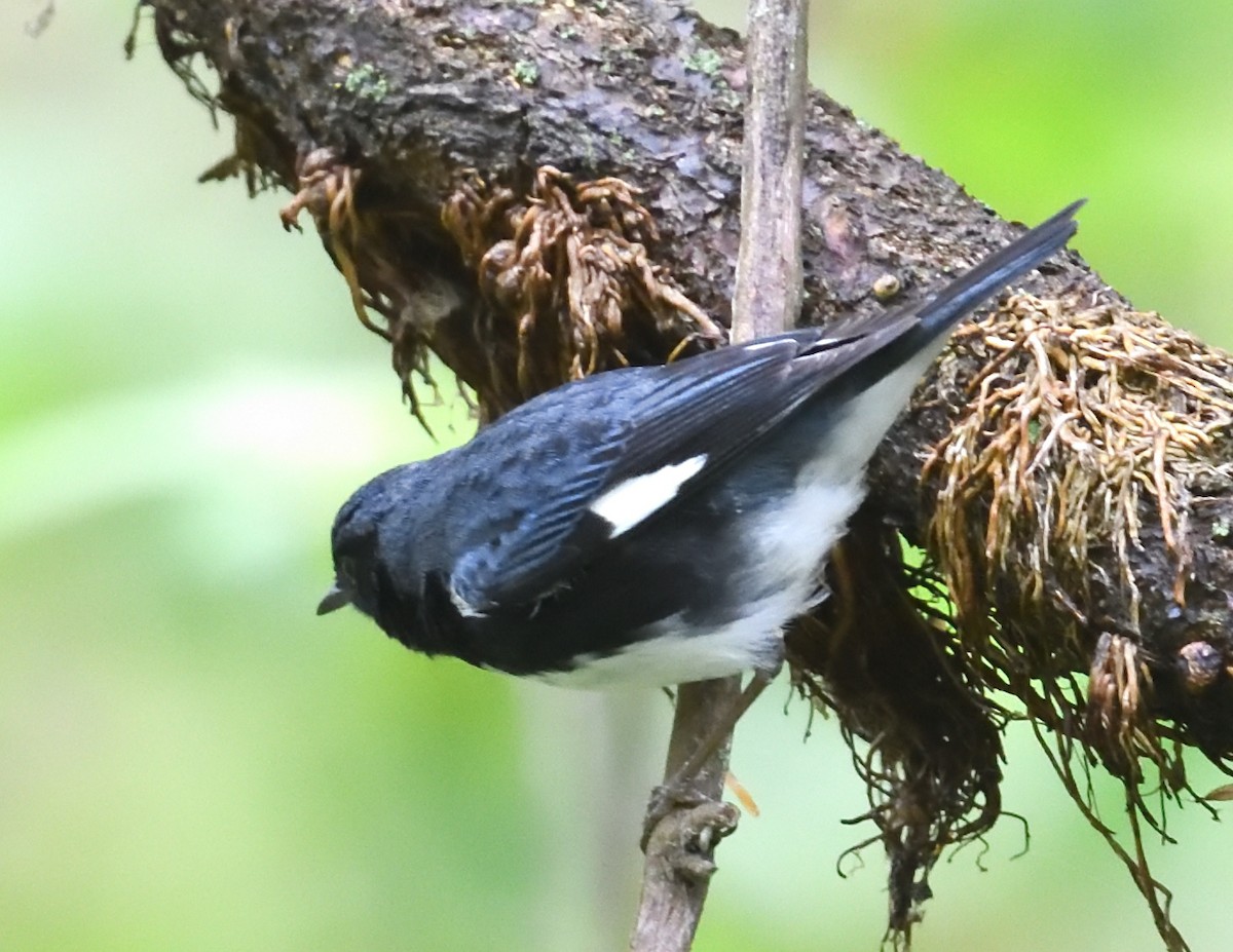 blåparula - ML638335380
