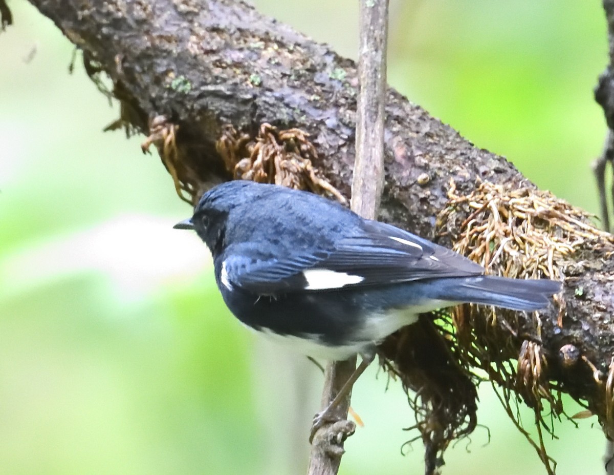 blåparula - ML638335381