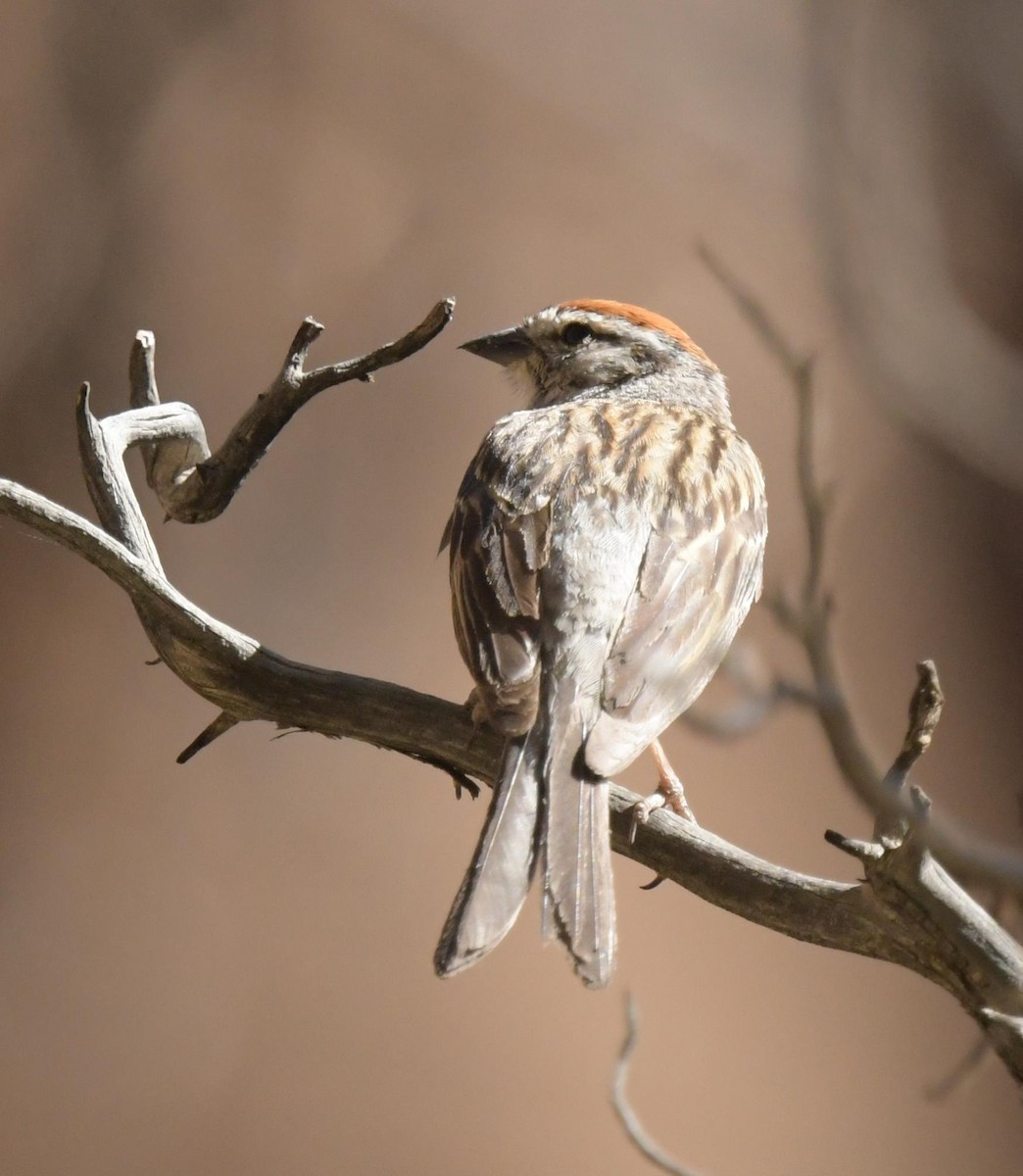 Chipping Sparrow - ML638335388