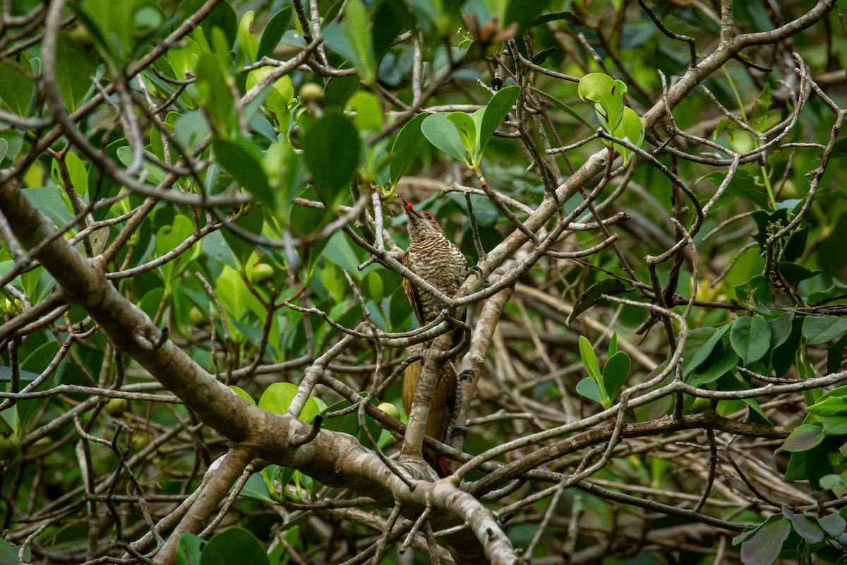 Red-rumped Woodpecker - ML638335410