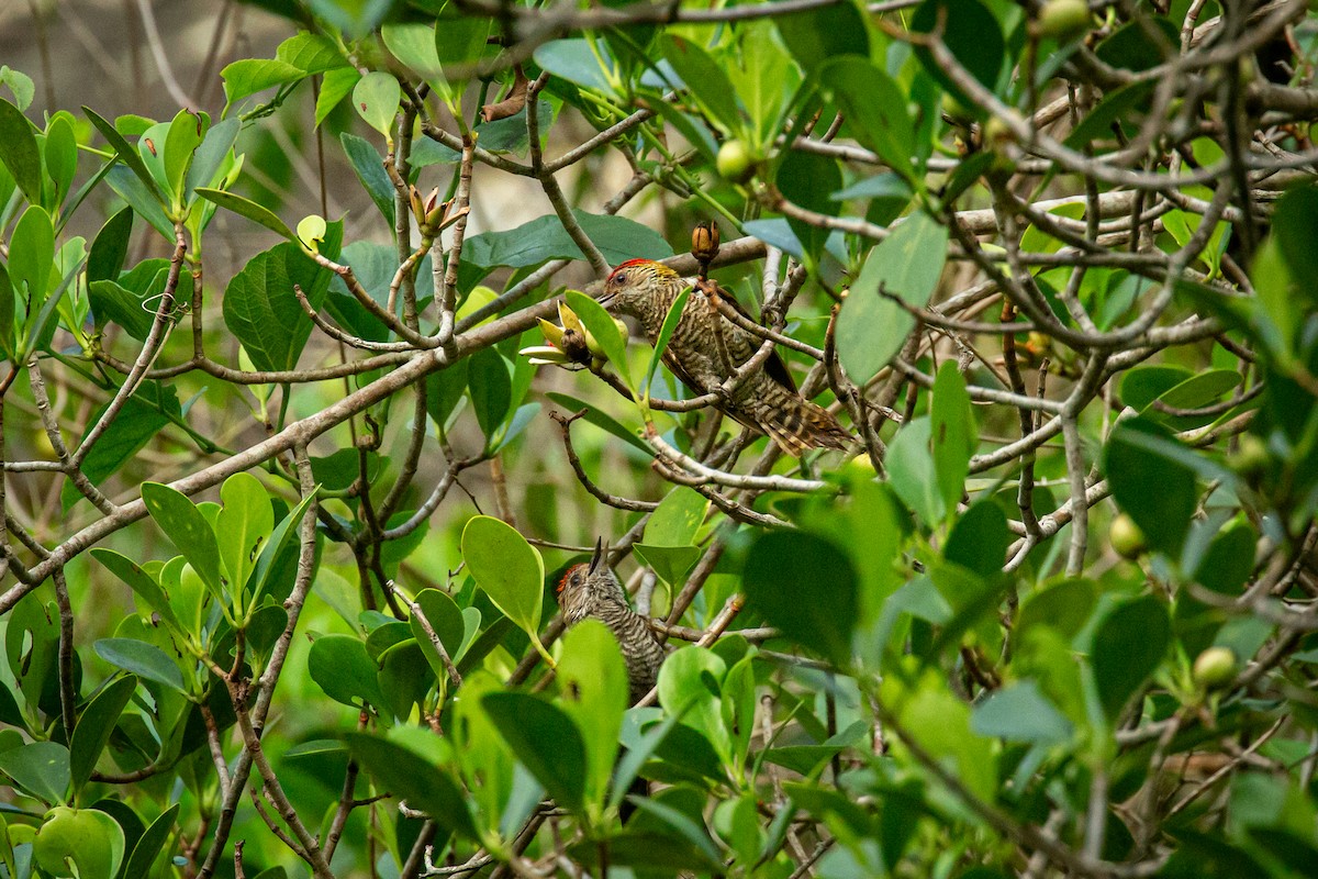 Red-rumped Woodpecker - ML638335411
