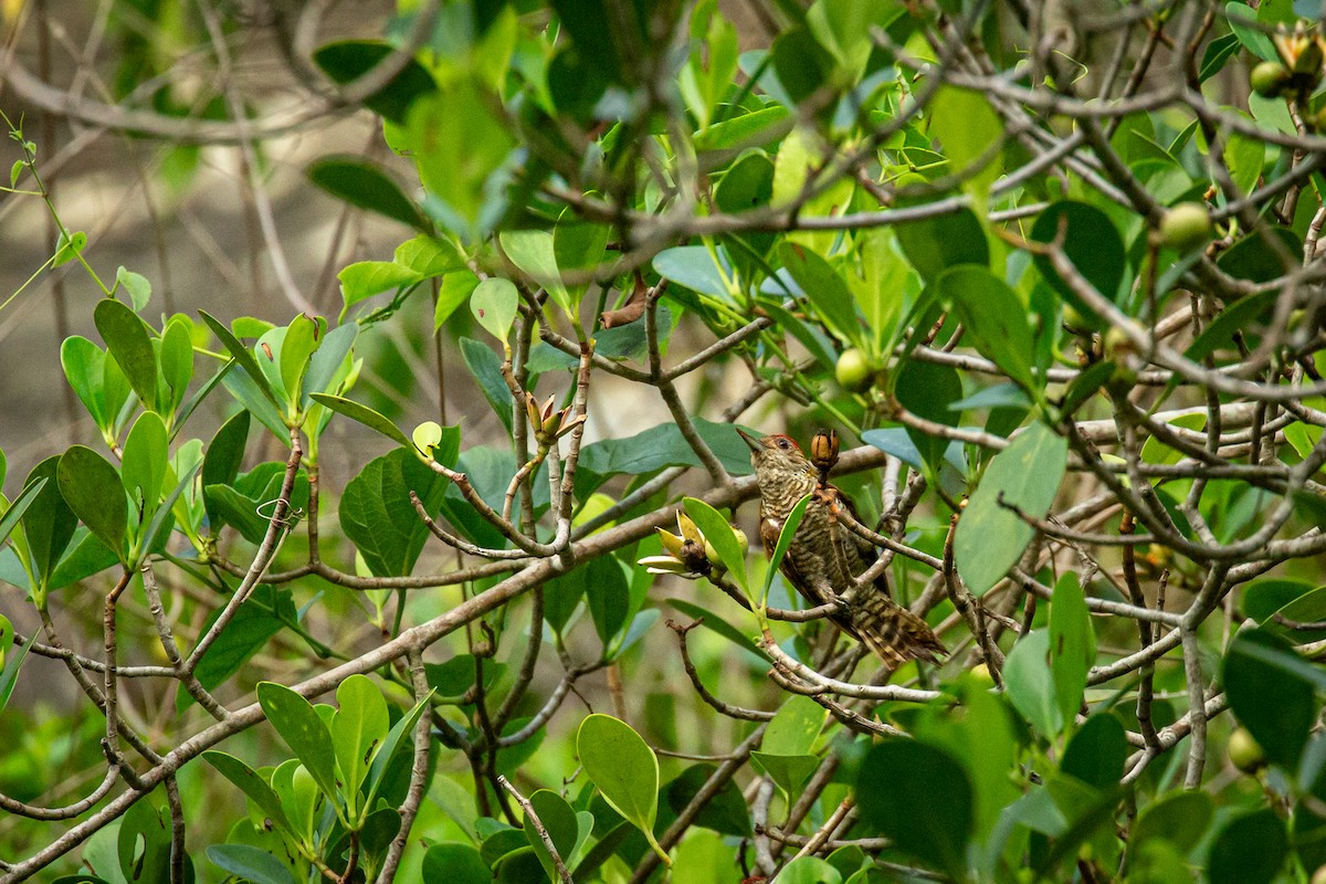 Red-rumped Woodpecker - ML638335412