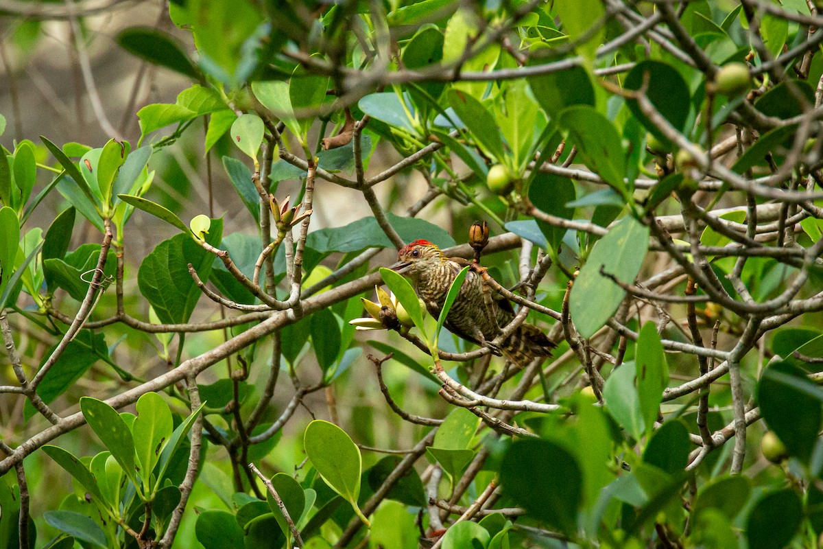 Red-rumped Woodpecker - ML638335413