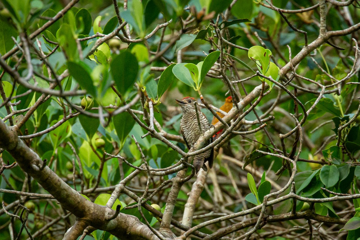 Red-rumped Woodpecker - ML638335414