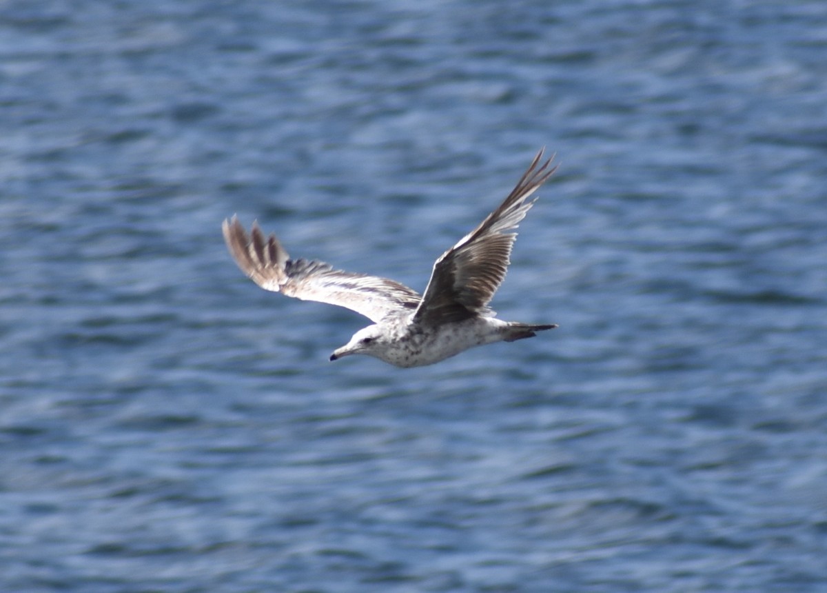 Möwe, unbestimmt - ML638335418