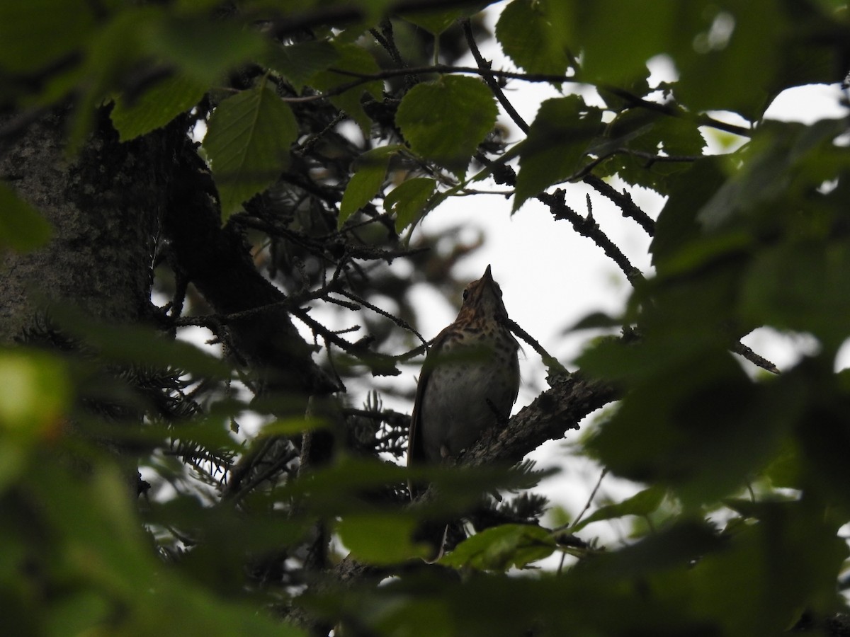 Swainson's Thrush - ML638335419