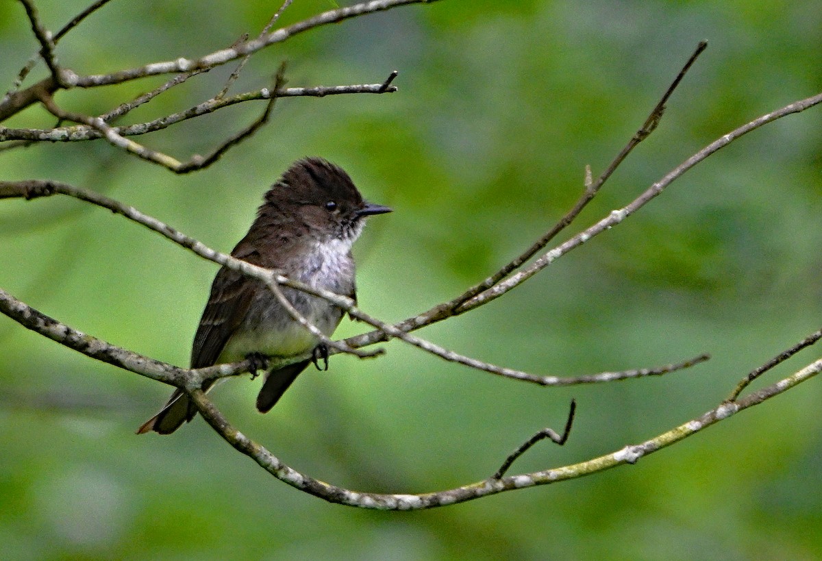 Mosquero Fibí - ML638335435