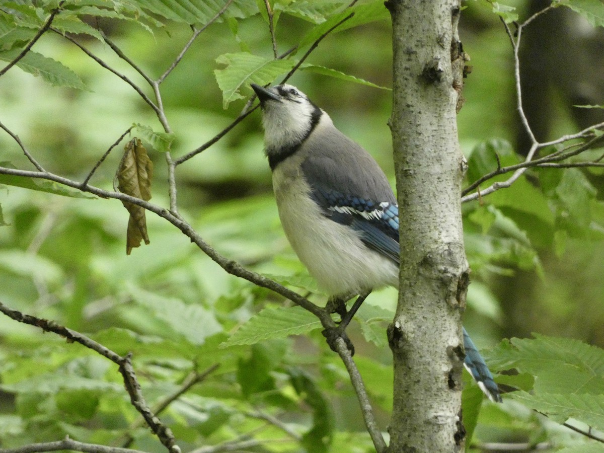 Chara Azul - ML638335448