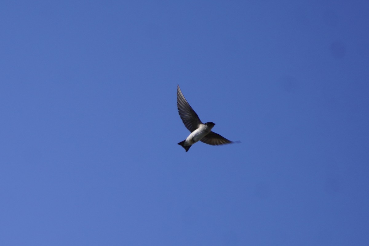 Golondrina Verdemar - ML638335475