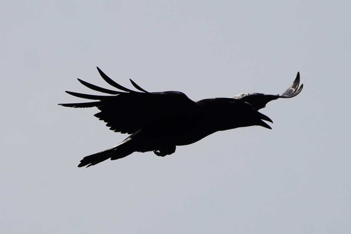 Common Raven - ML638335479
