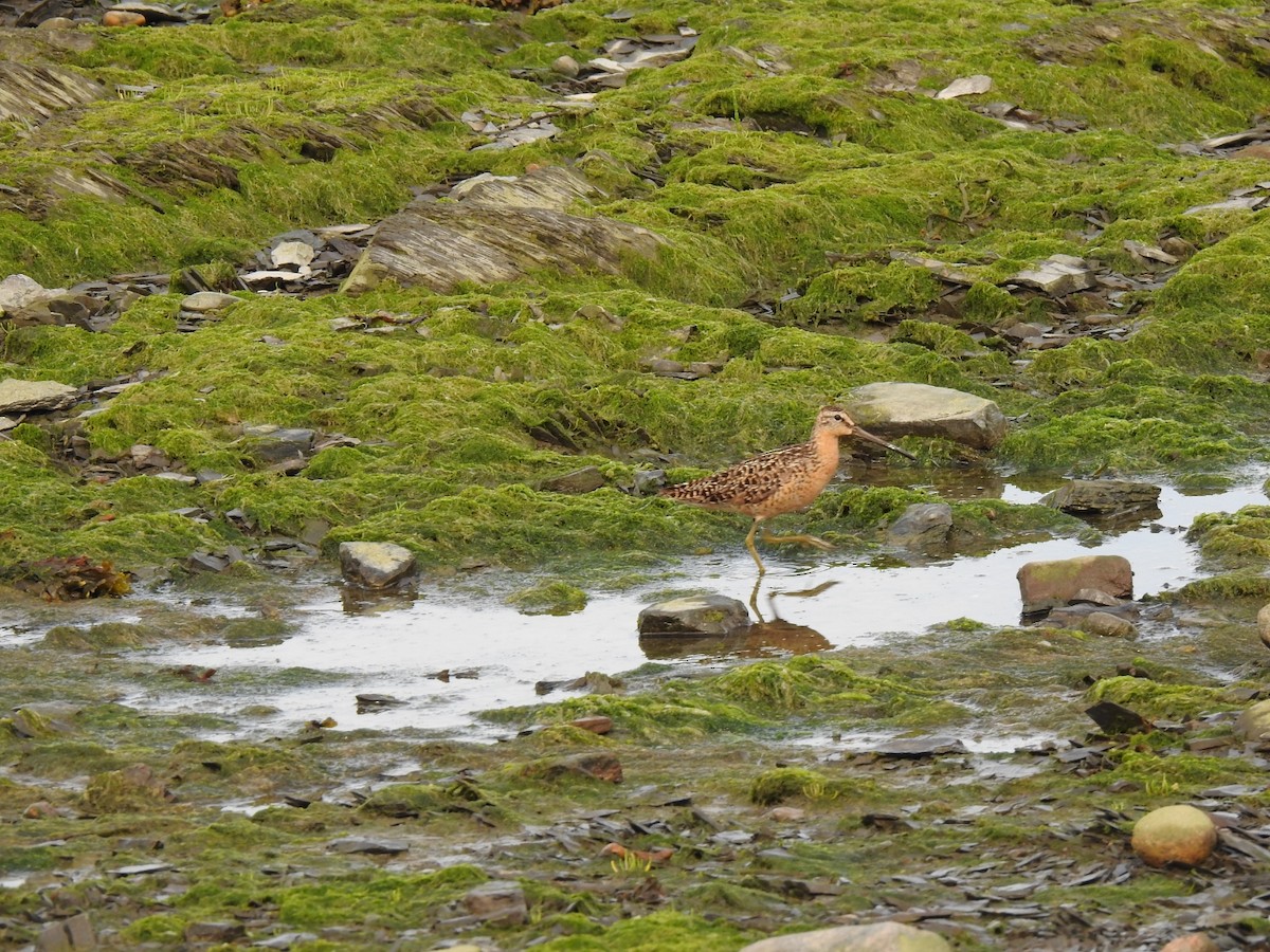 kortnebbekkasinsnipe - ML638335487