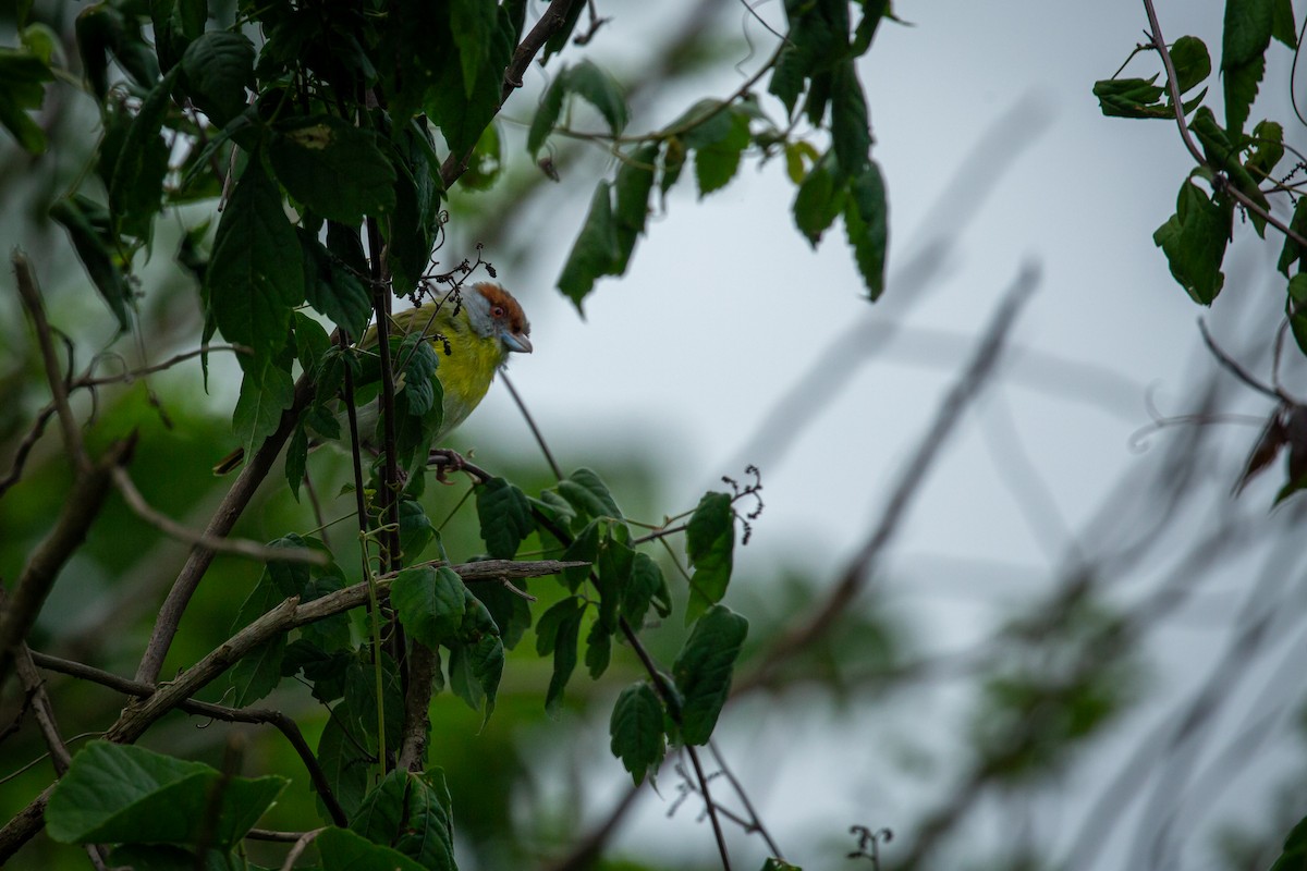 rustbrynvireo - ML638335501