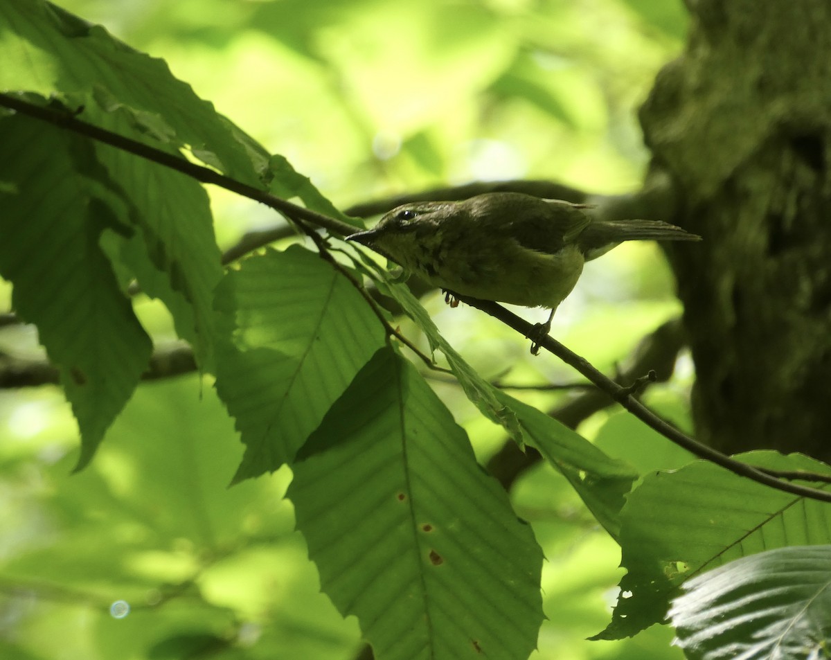 blåparula - ML638335506