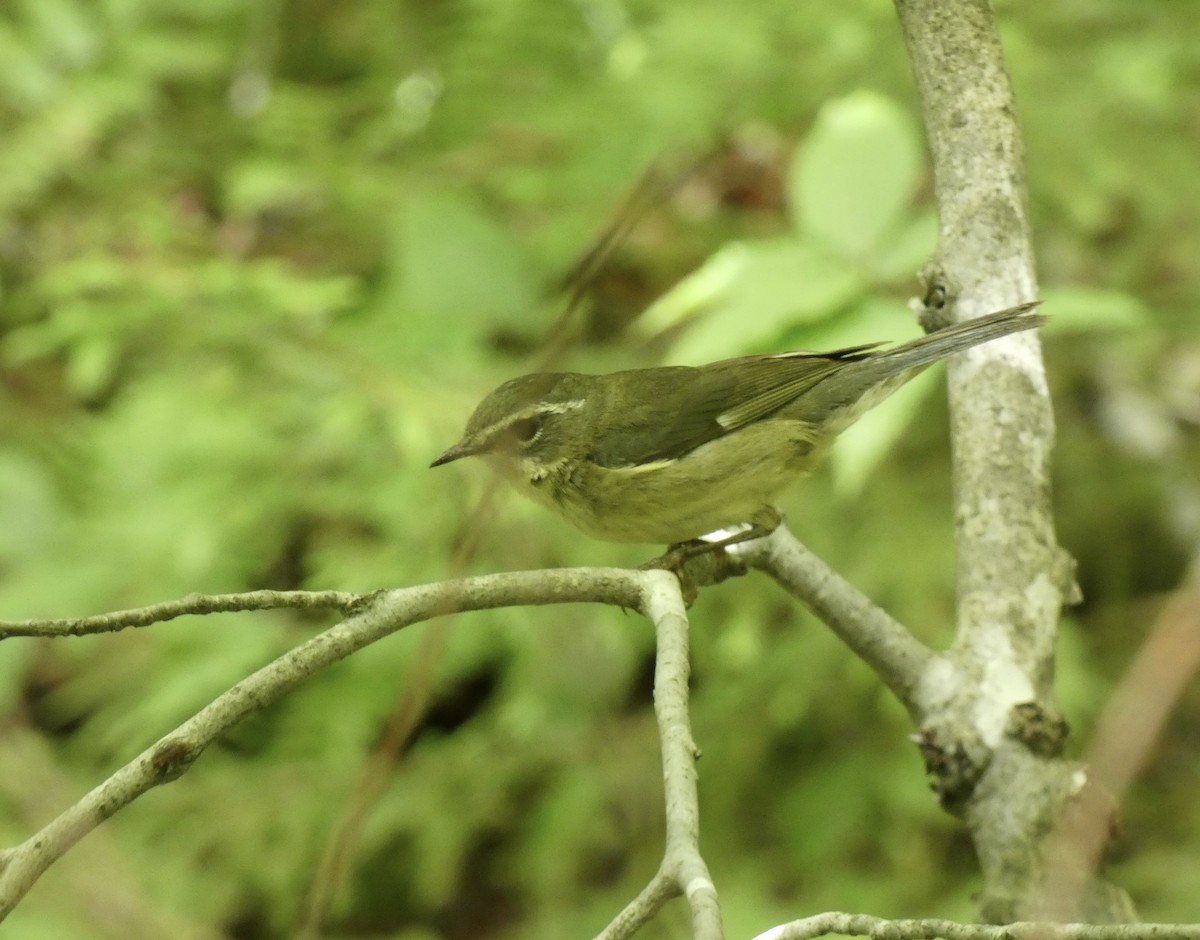 blåparula - ML638335509