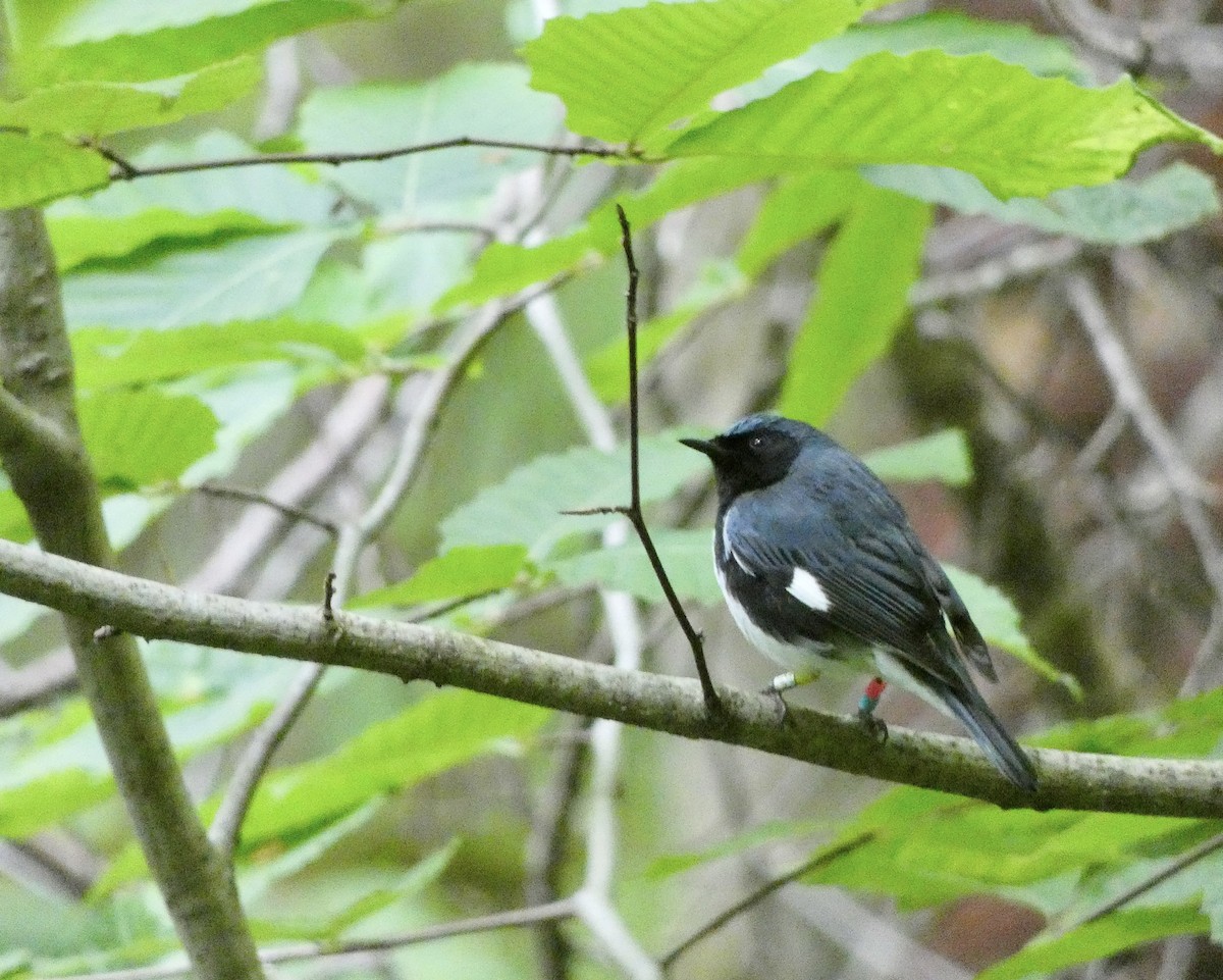 blåparula - ML638335510