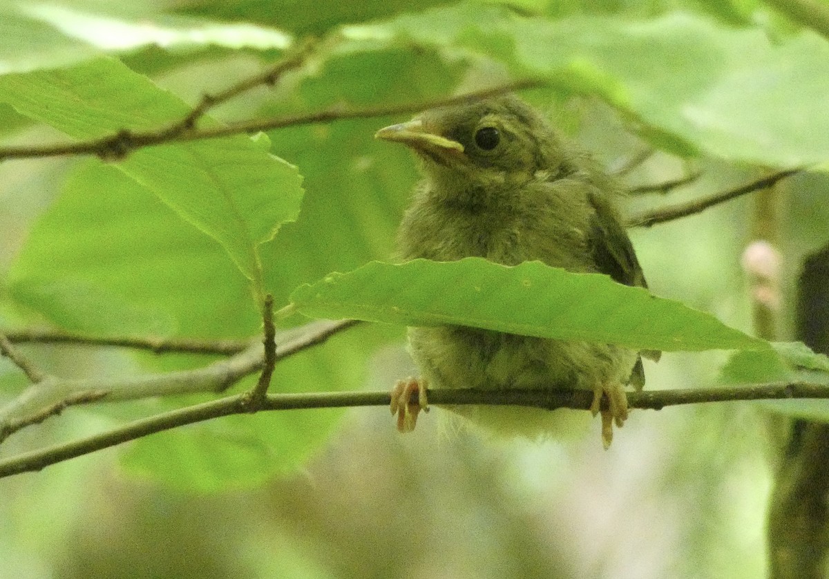blåparula - ML638335511