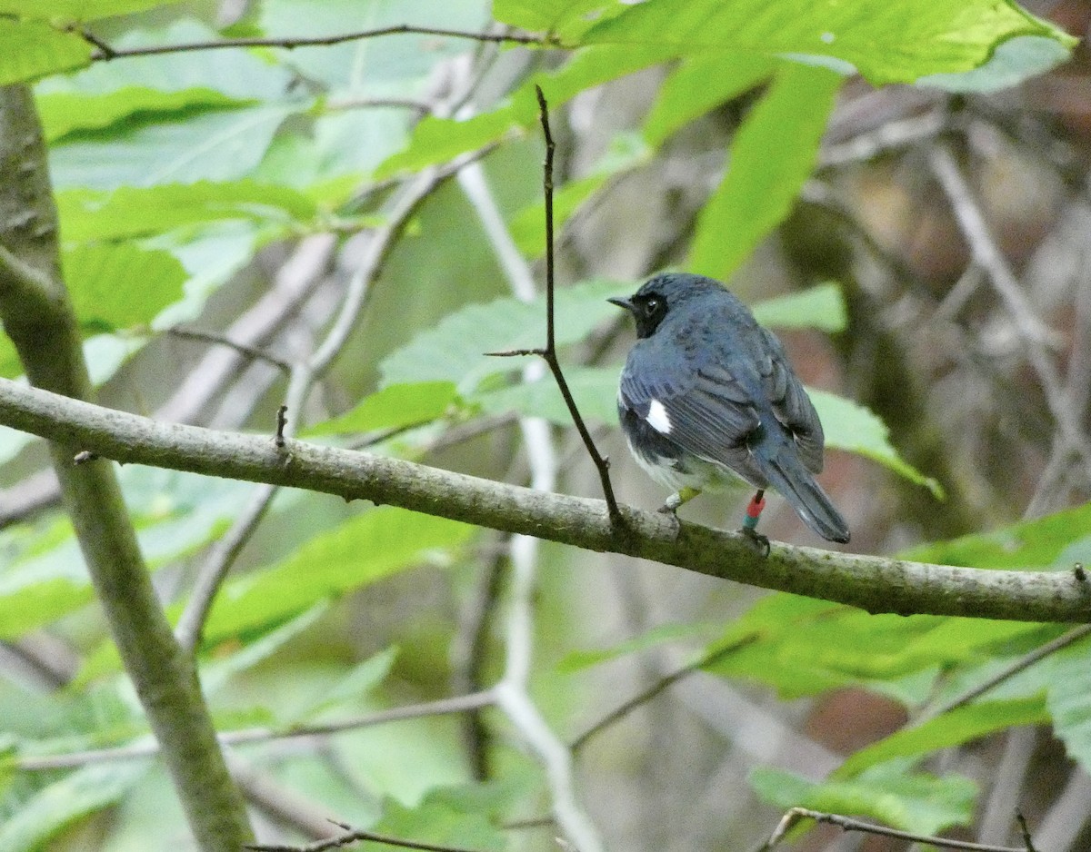 blåparula - ML638335512