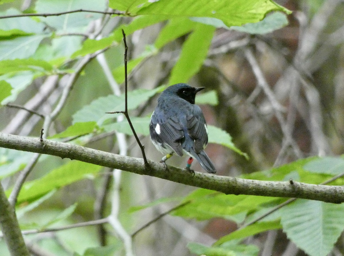 blåparula - ML638335513