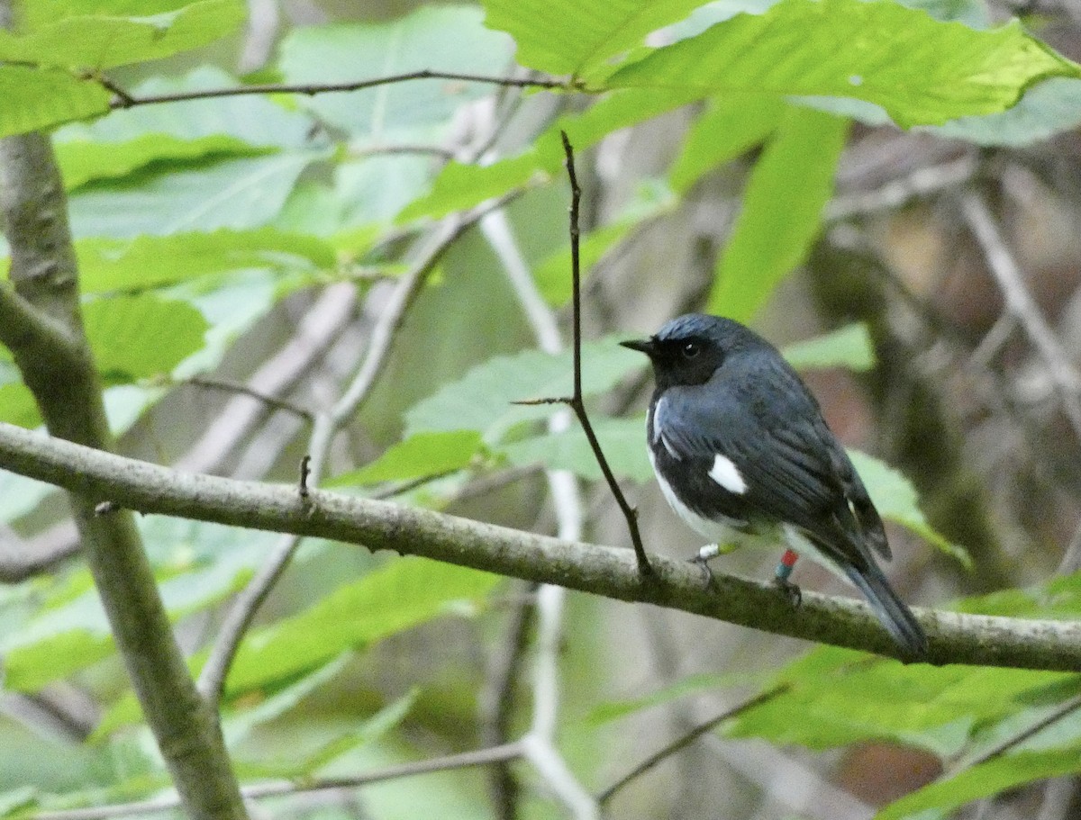 blåparula - ML638335515