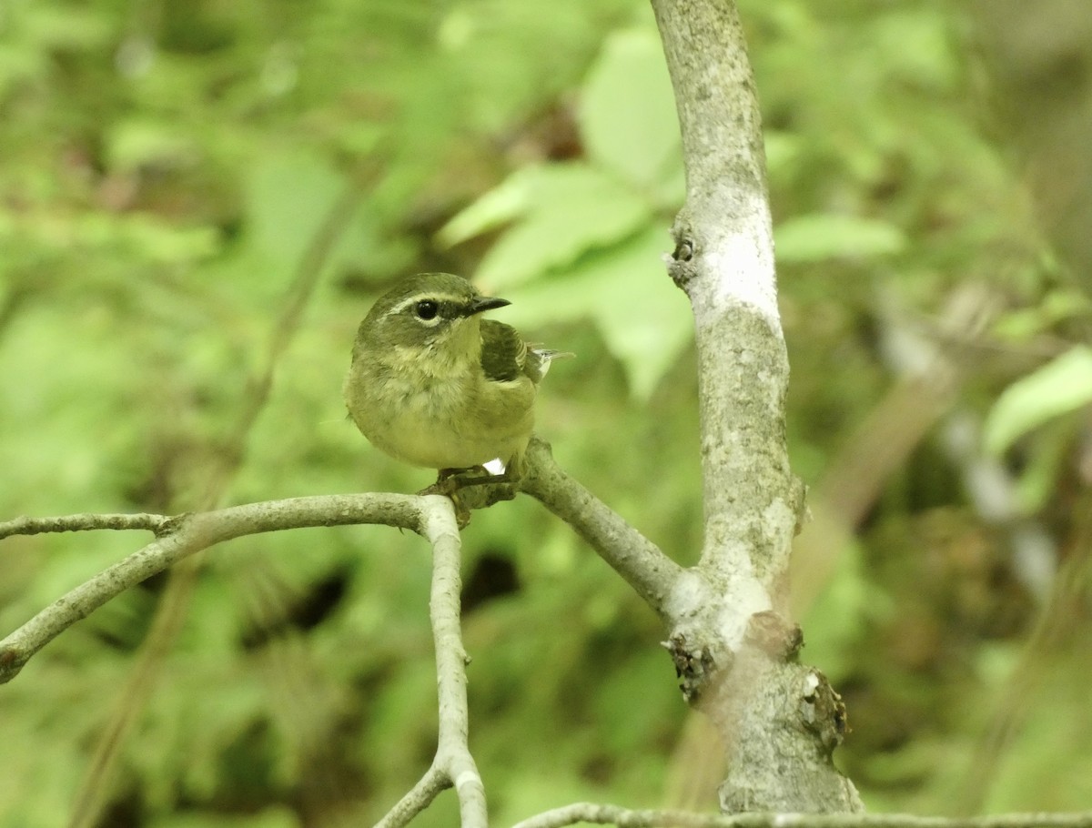 blåparula - ML638335516