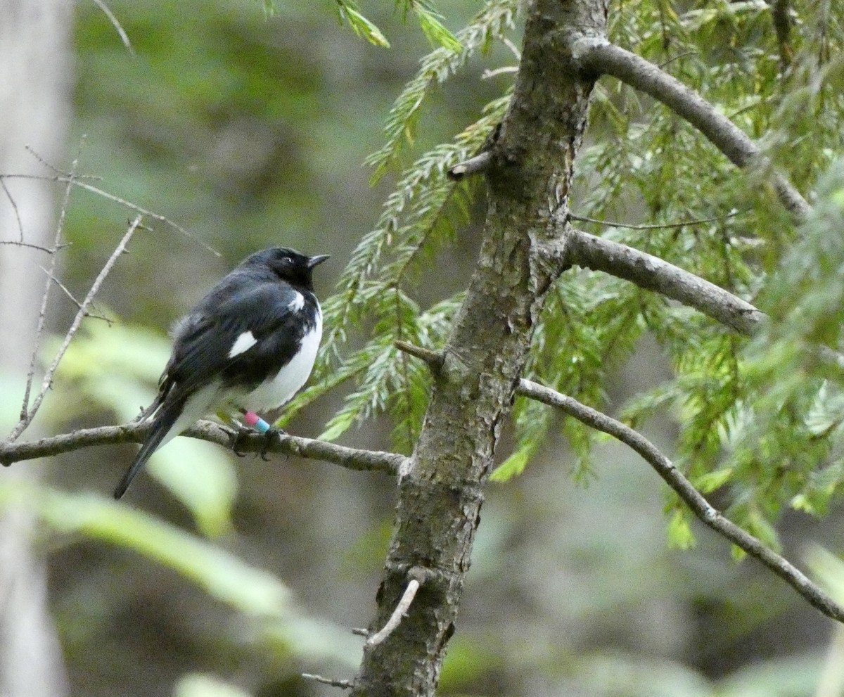 blåparula - ML638335517