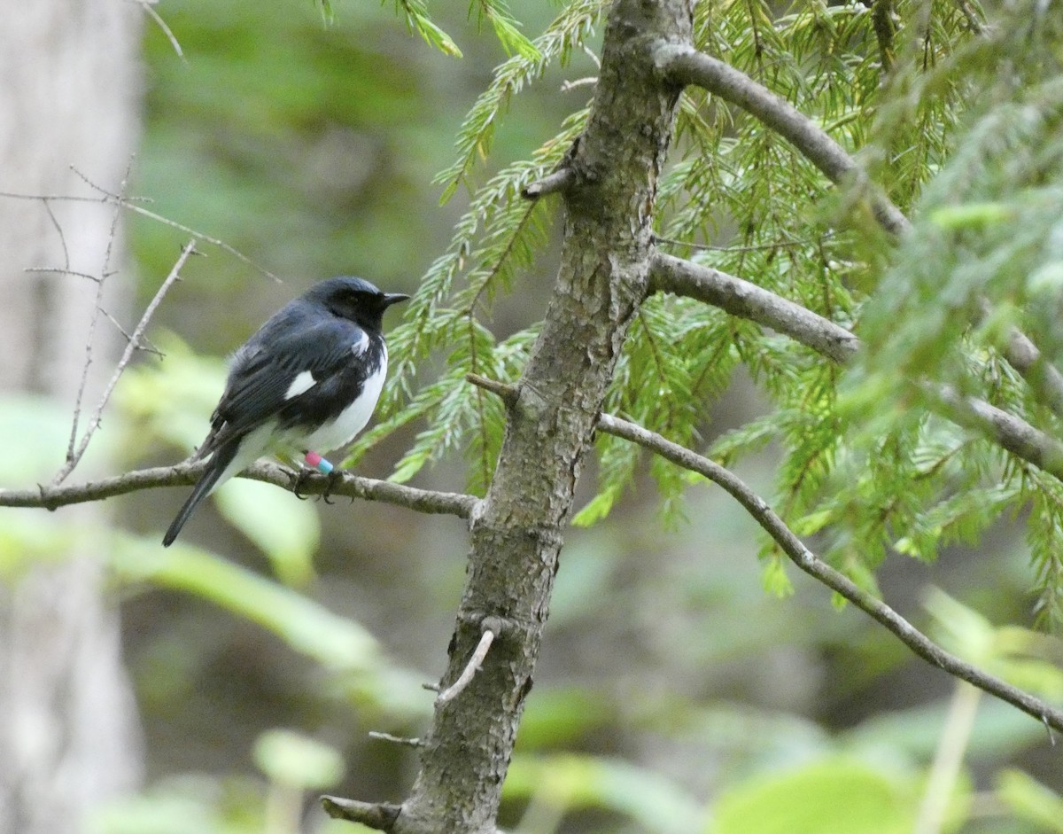 blåparula - ML638335518