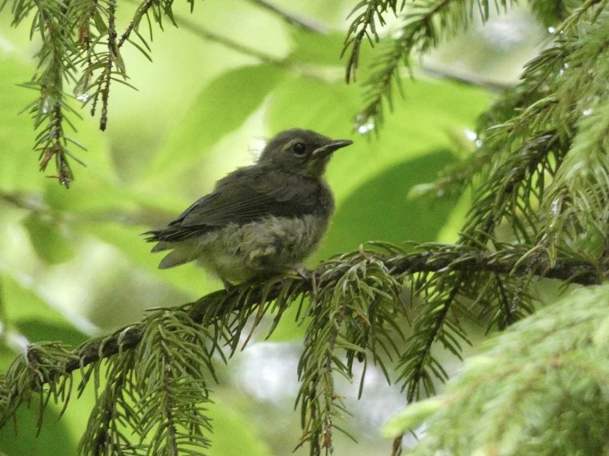 blåparula - ML638335522