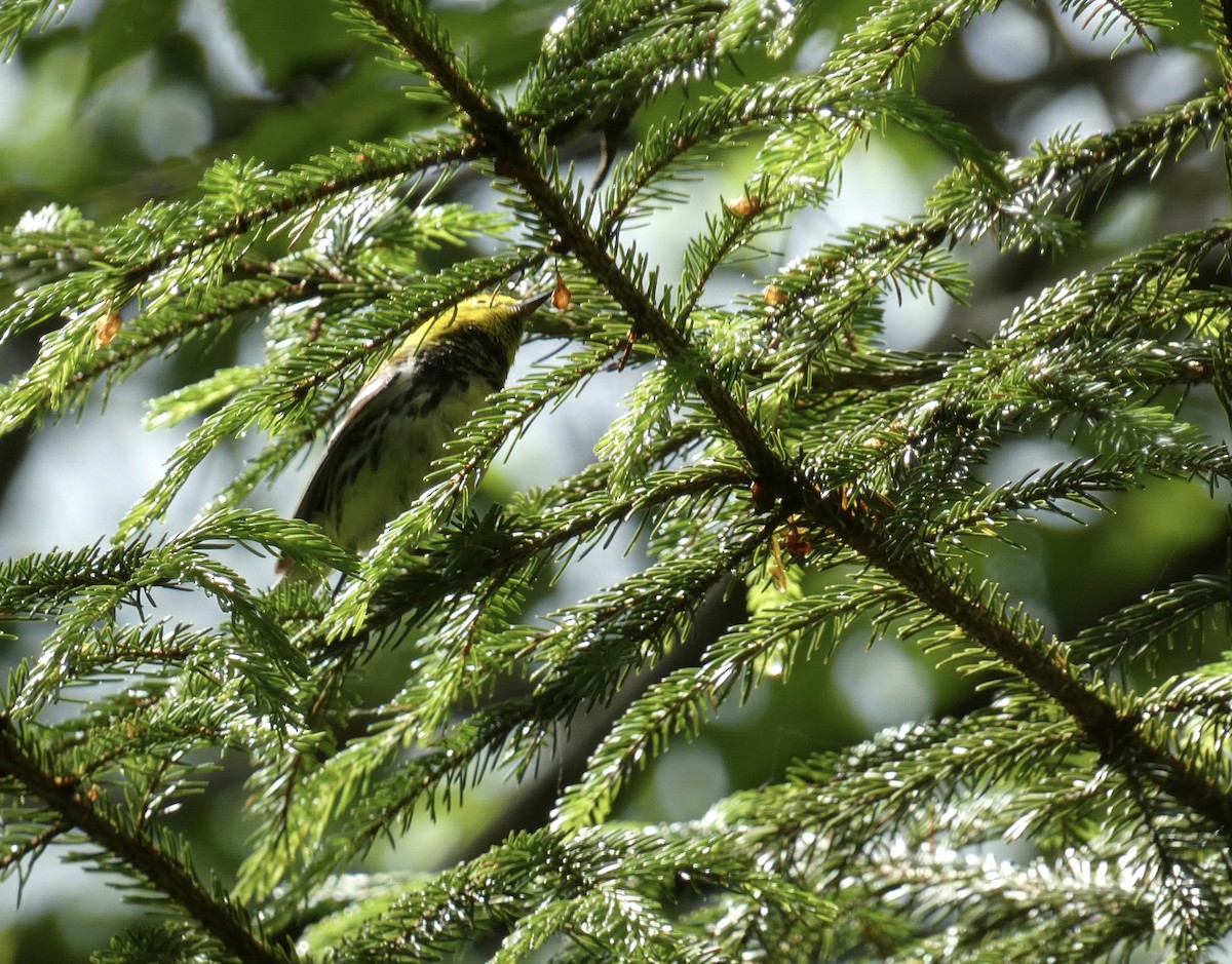 Grünmantel-Waldsänger - ML638335531
