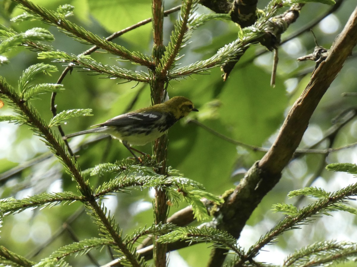 Grünmantel-Waldsänger - ML638335535